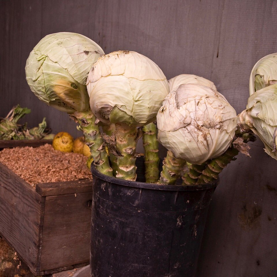 Did you know that the number of cabbage varieties in the commercial seed trade has decreased by 52 percent in just three decades, from 199 in 1981 to 95 in 2020? You can help preserve the remaining varieties, and bolster biodiversity, by planting thi