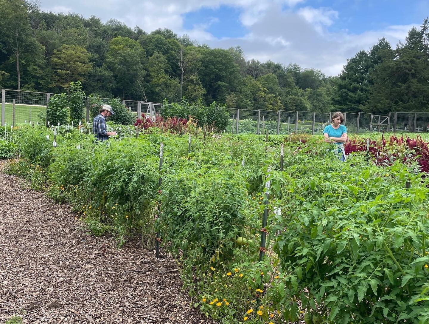 Nothing escaped the eagle eyes of Michael Washburn, SSE preservation director, and Sara Straate, SSE seed historian, when they recently examined the tomatoes in the Evaluation Garden at Heritage Farm. SSE staff regularly check the tomatoes and other 