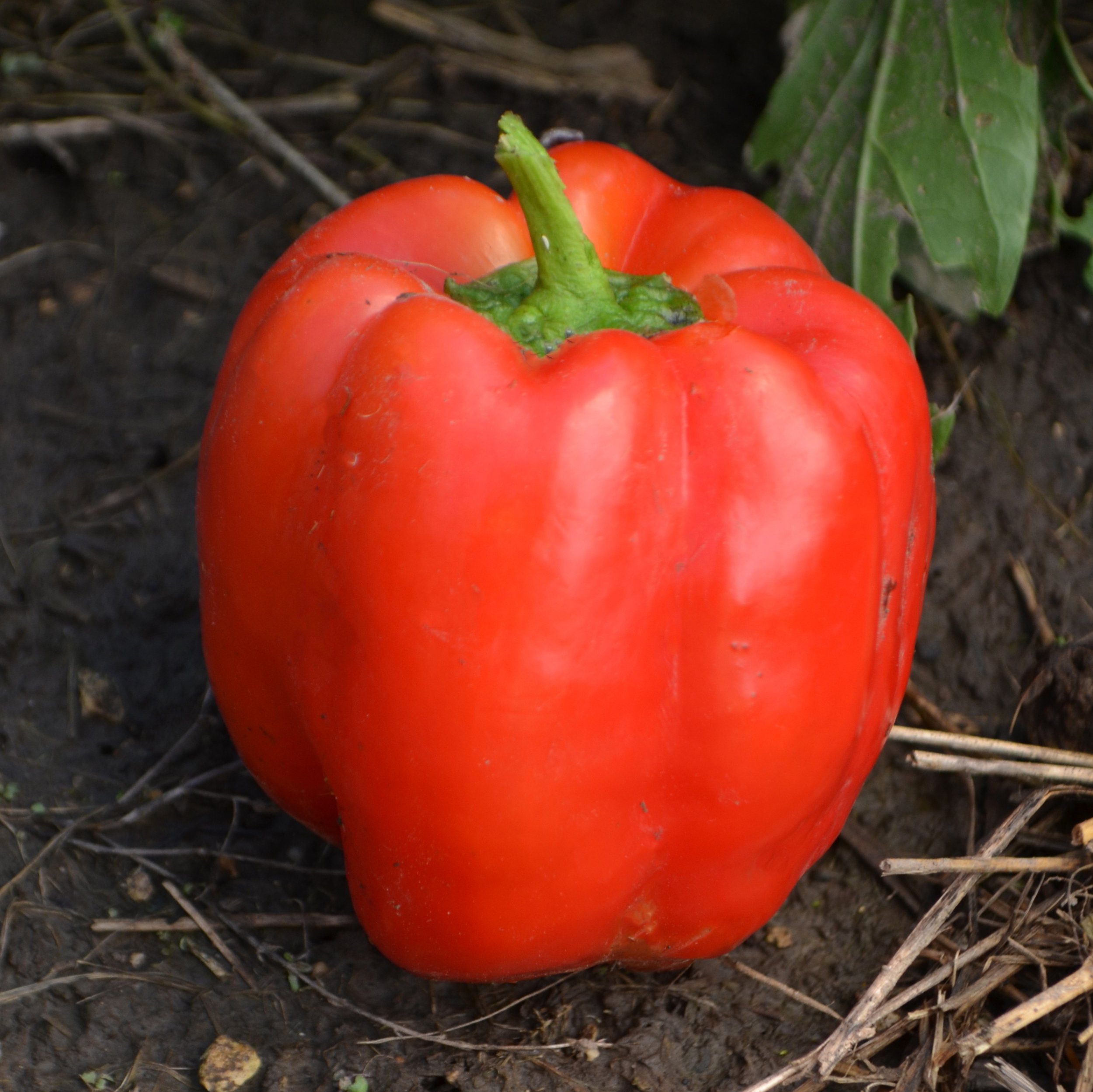 'Joe' Big Blocky Red' pepper