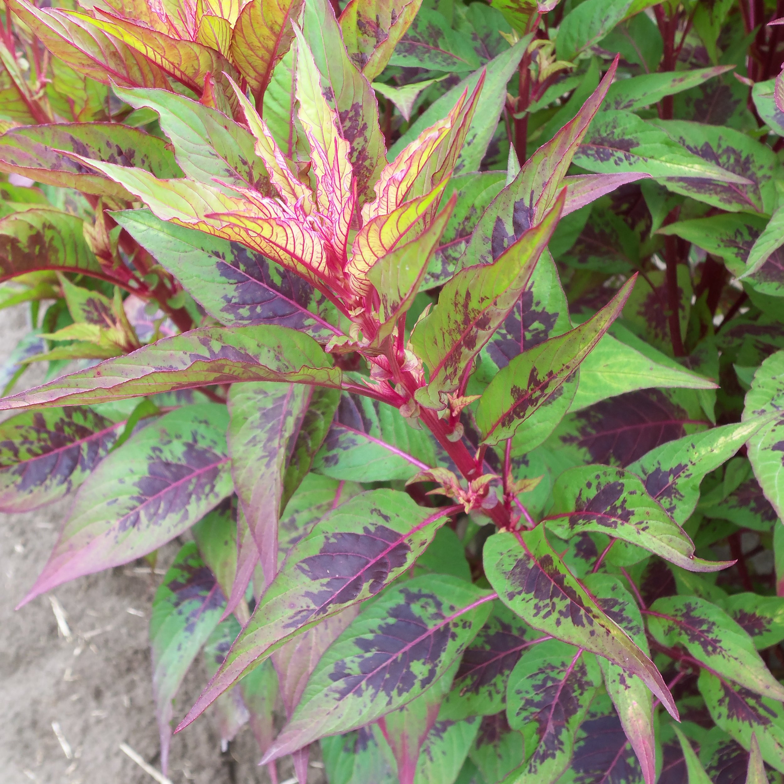 "Himalayan Celosia Amaranth' flower