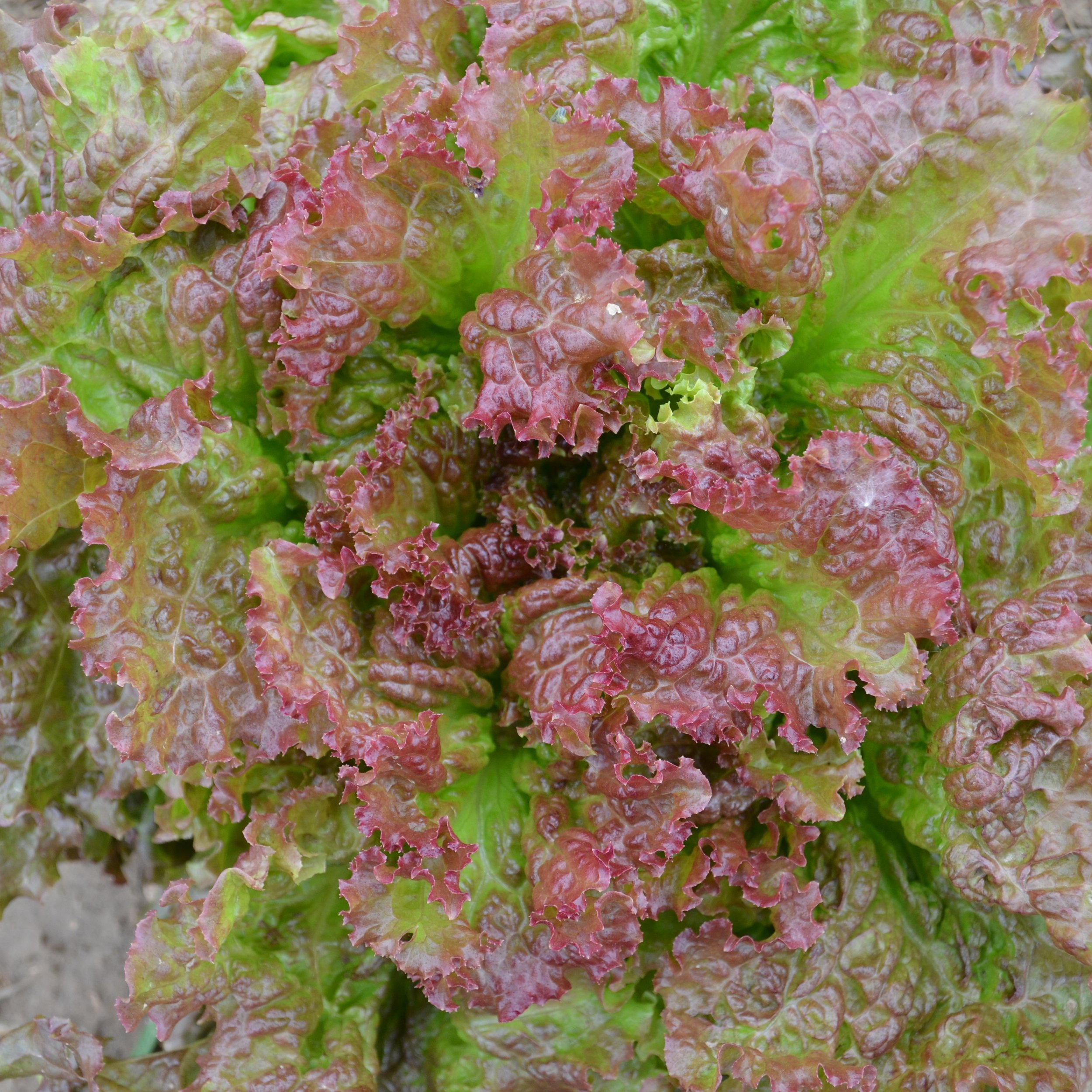 'Amerikanischer Braun' lettuce