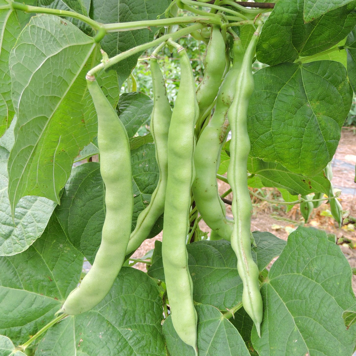 'Dallas Edwards' bean