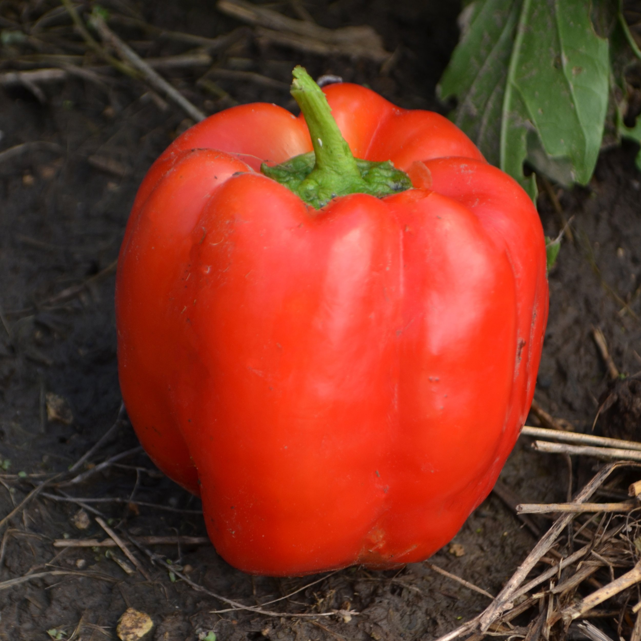 'Joe's Big Blocky Red' pepper