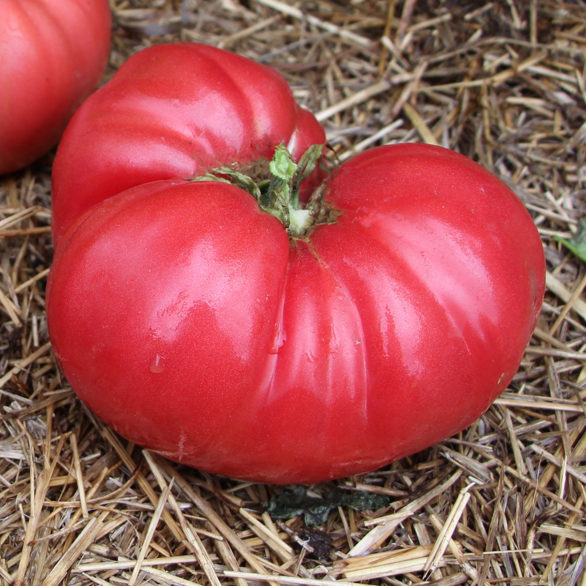 'Council Bluffs Heirloom' tomato