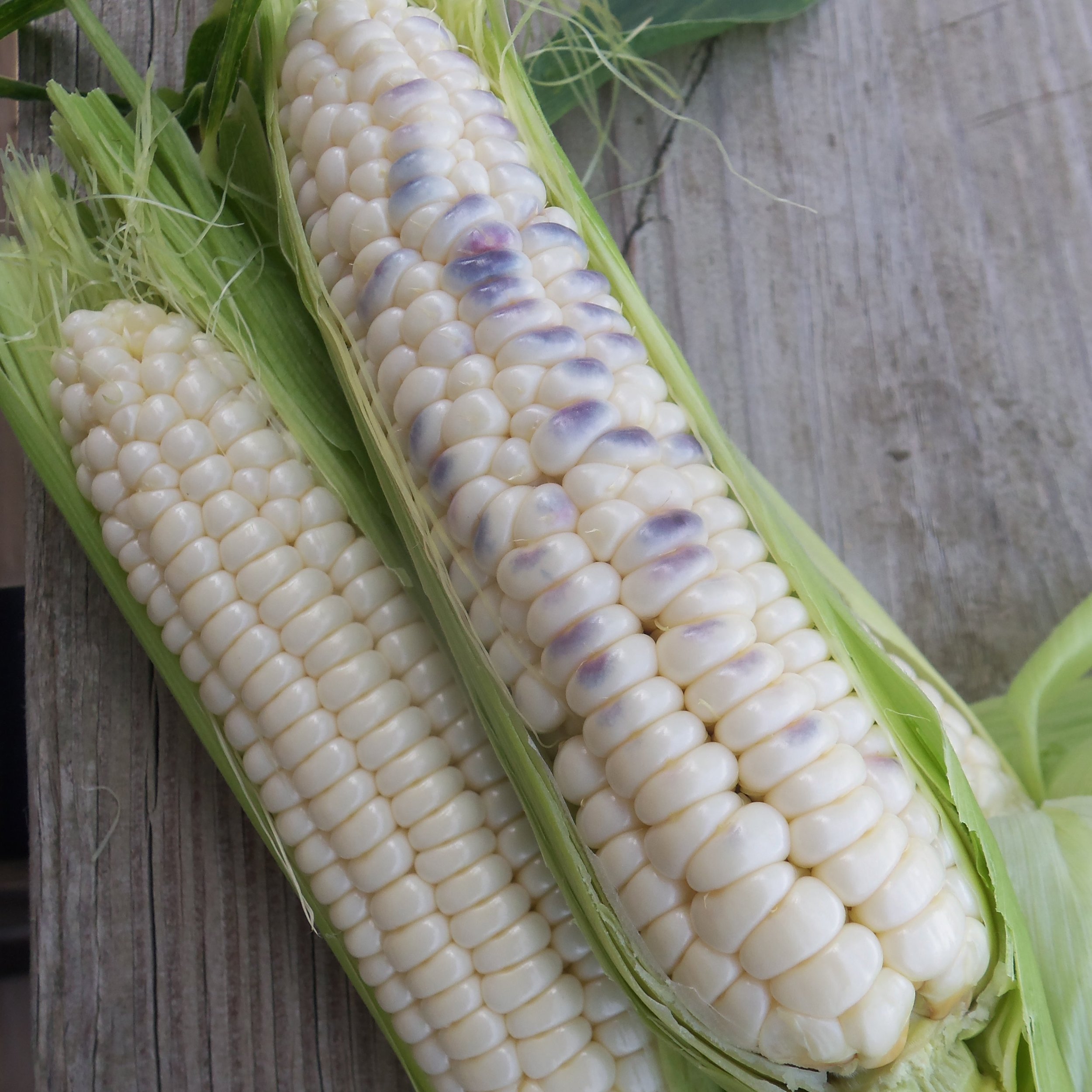 'Hjerleid Blue' corn