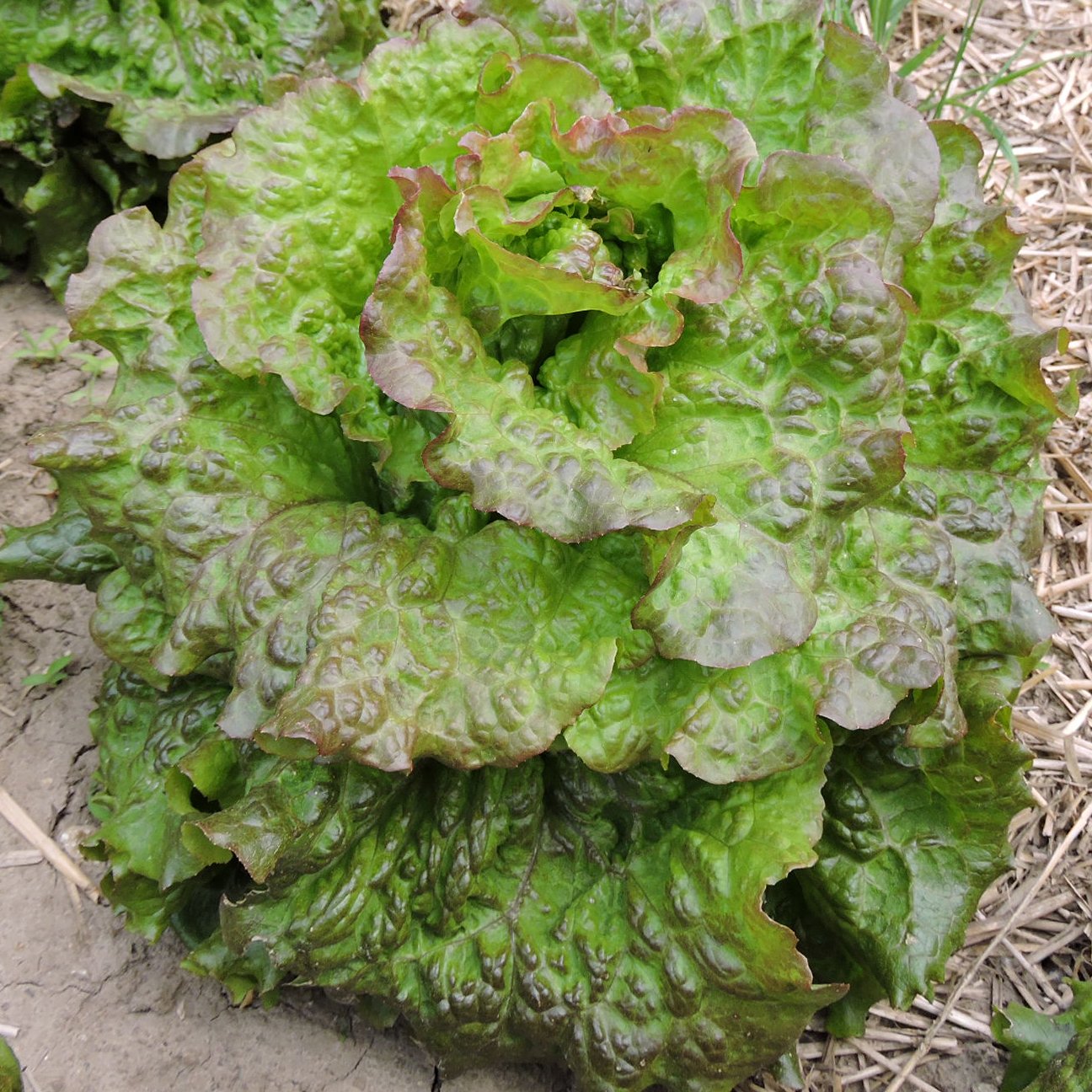 'All Cream' lettuce