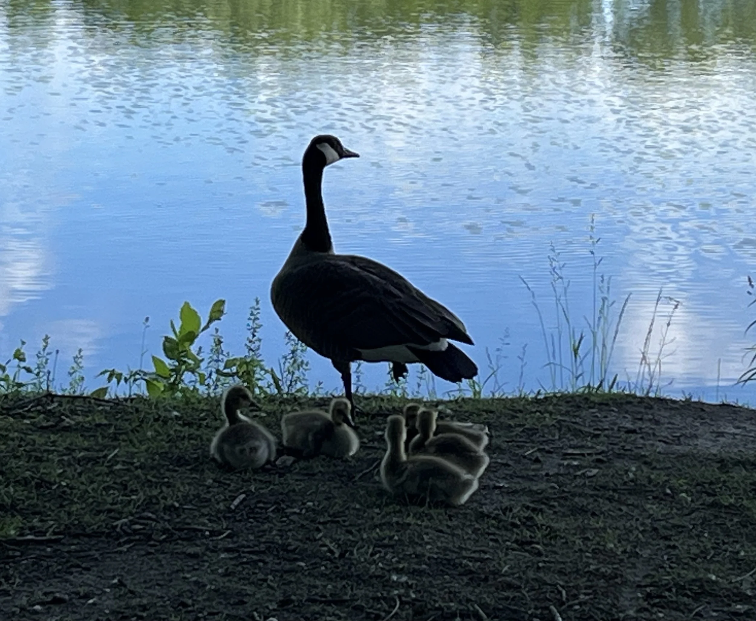 Five Things - June 3, 2024