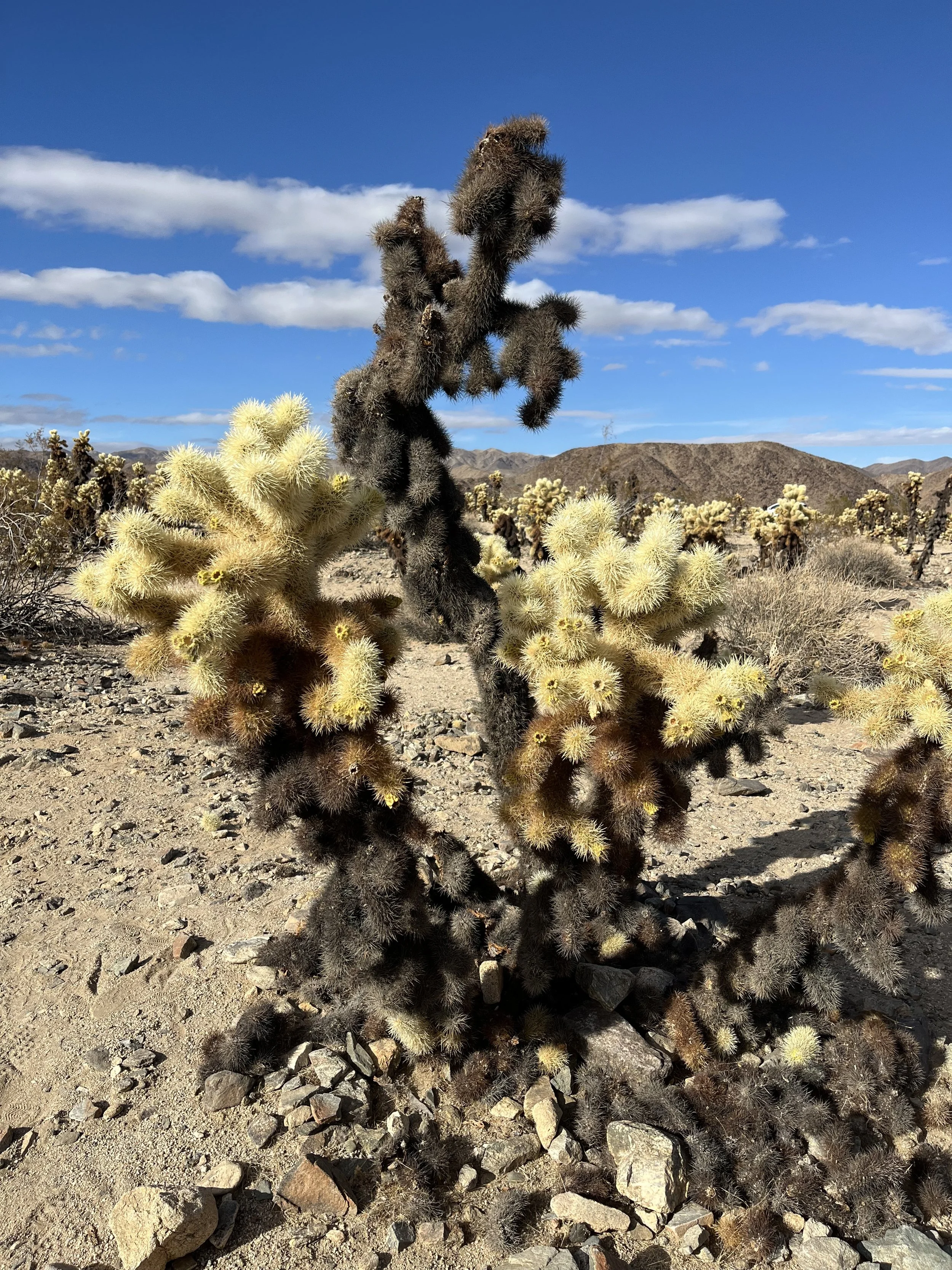 Five Things - December 2, 2024