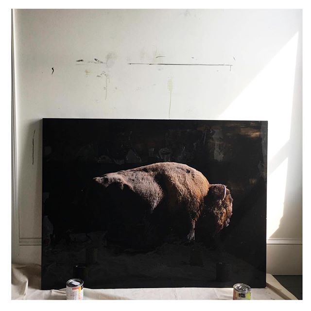 BUFFALO NAMED COW