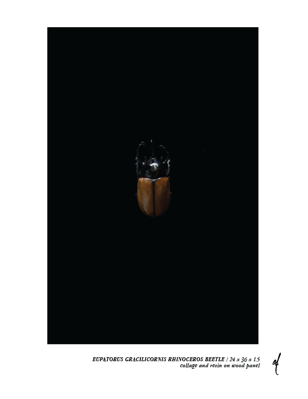 EUPATORUS GRACILICORNIS.png