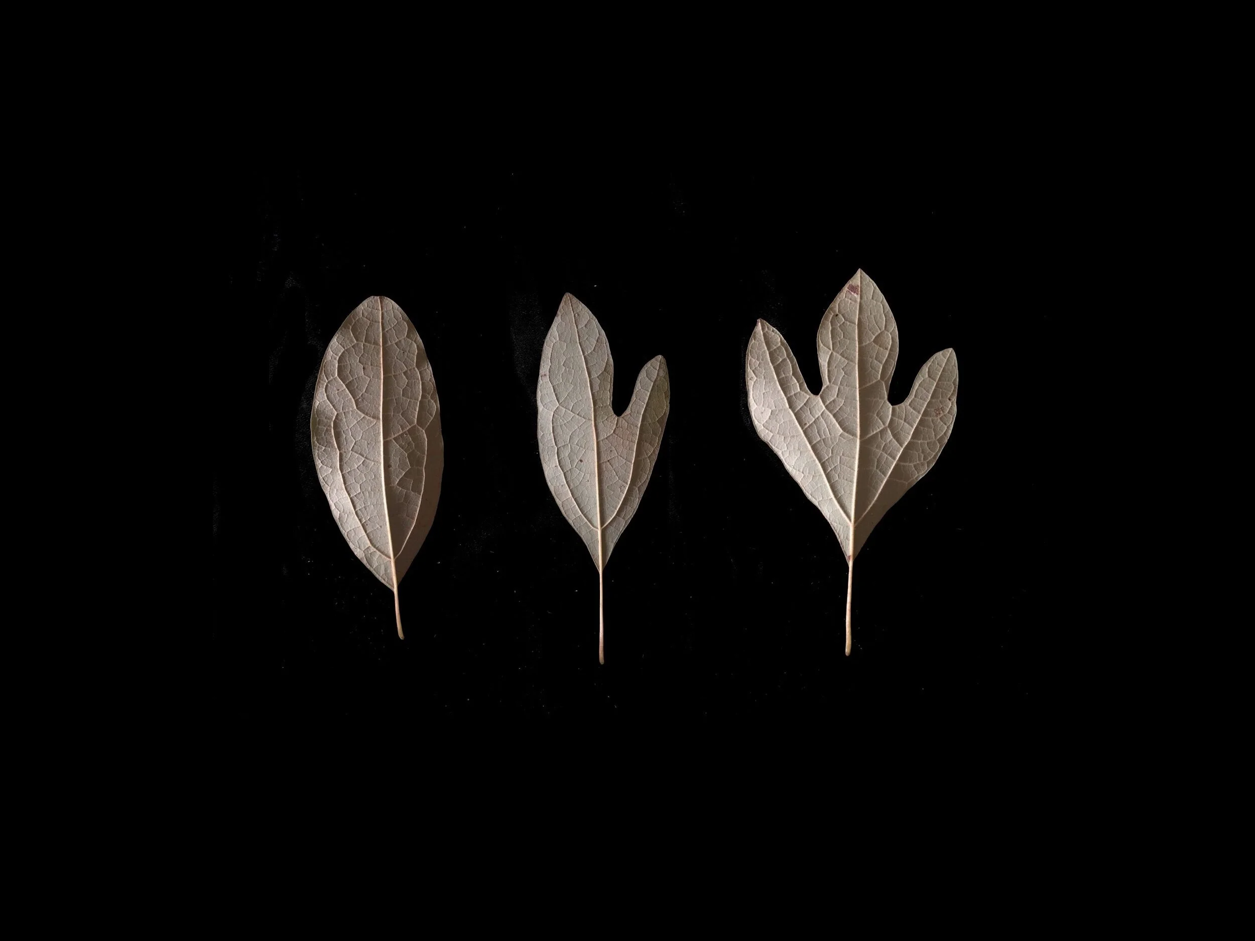 Sassafras II