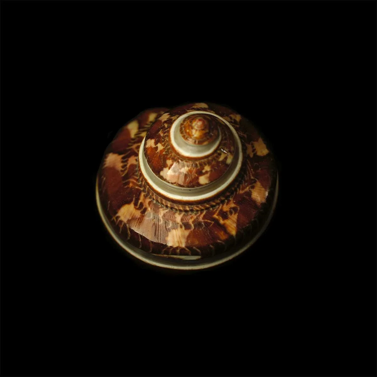spiralshell-web.jpg