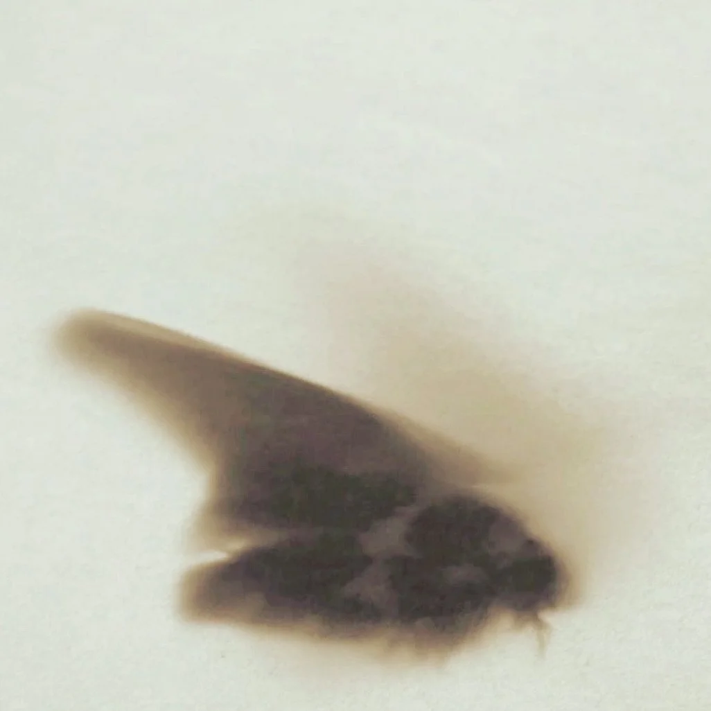 75F906C1-3B12-4D4A-AAFB-9A8126D05B9F.jpeg