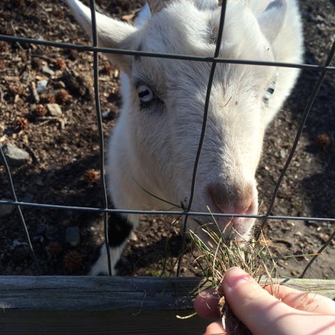 more animal friends!