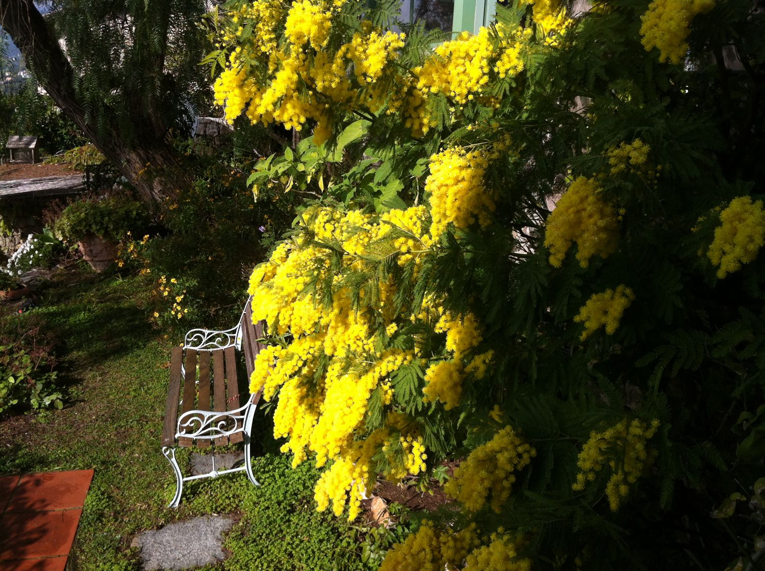 medmimosa1500.jpg