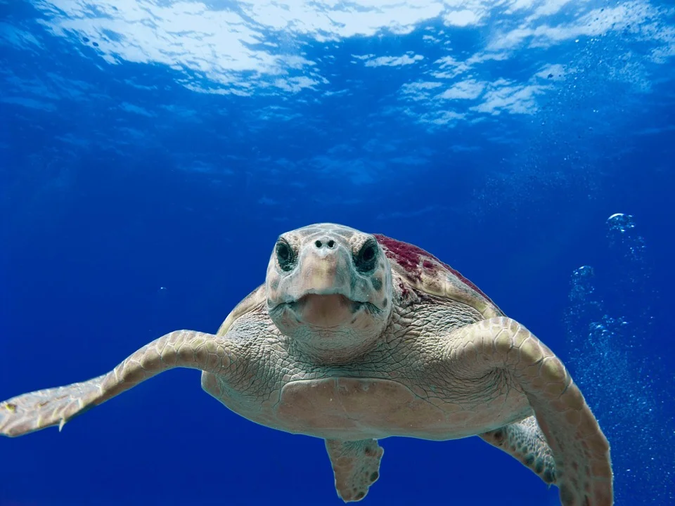 turtle2.jpg