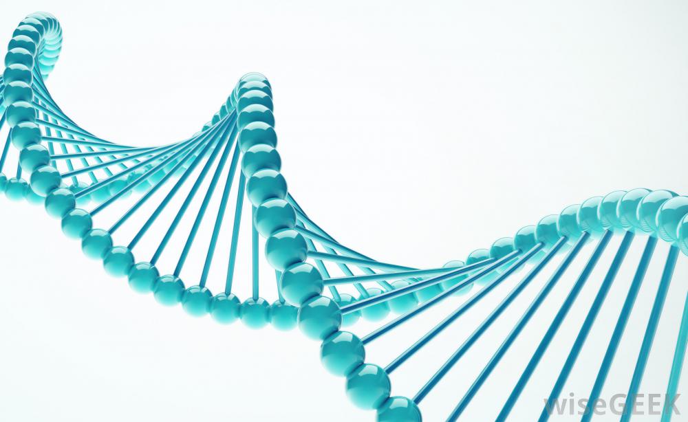DNA Double Helix