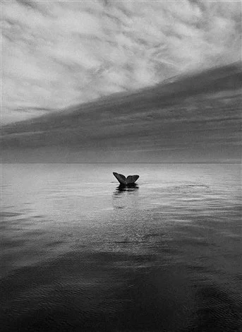sebastião-salgado-southern-right-whale-tail,-valdes-peninsula,-argentina.jpg