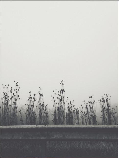 Silent Meadow