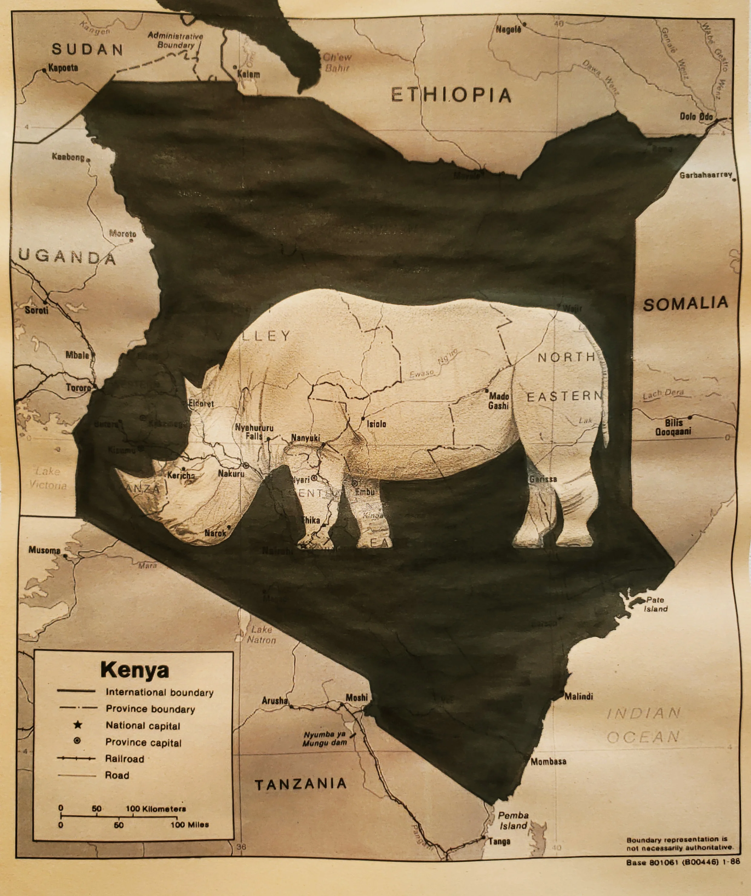 Northern White Rhino