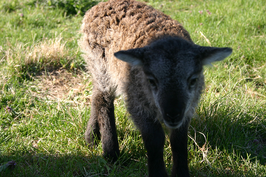 Lambs2008 017.jpg