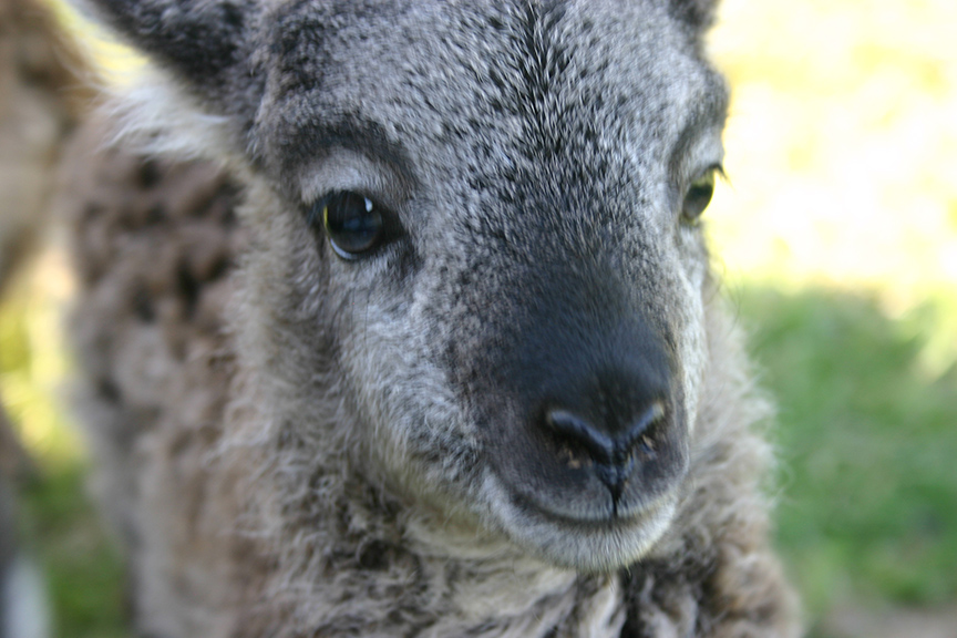 Lambs2008 019.jpg