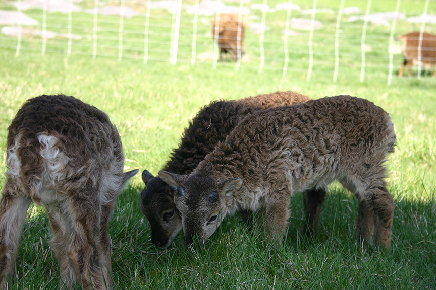 Lambs2008 022.jpg