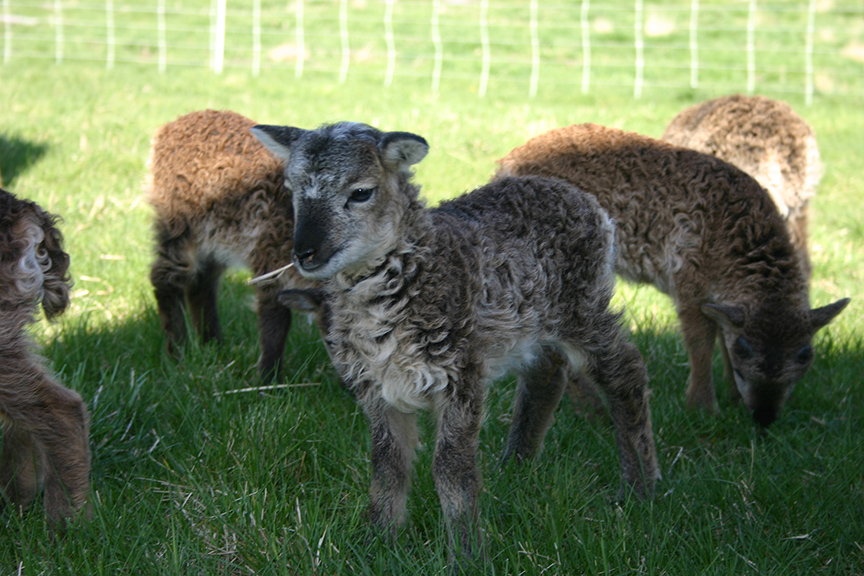 Lambs2008 027.jpg