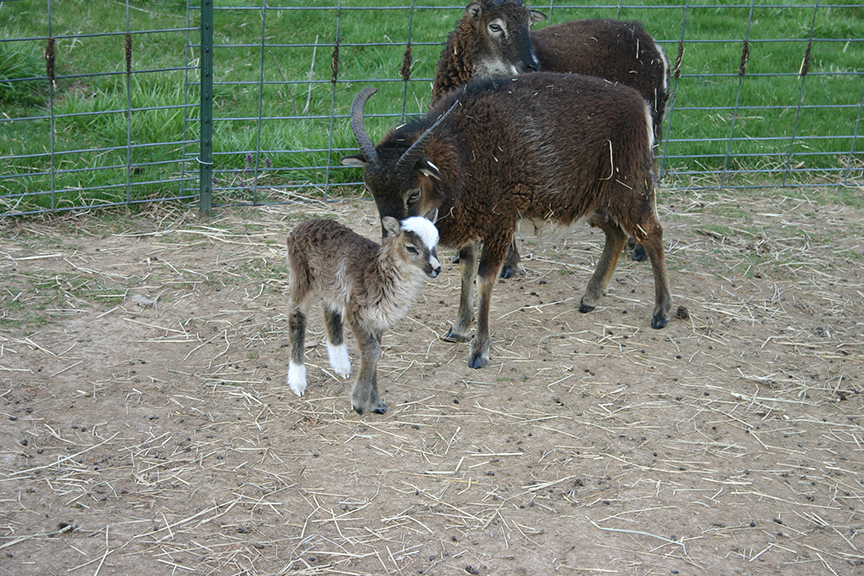 SpringLambs2007 011.jpg