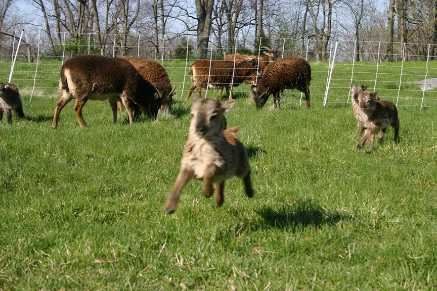Lambs2008 014.jpg