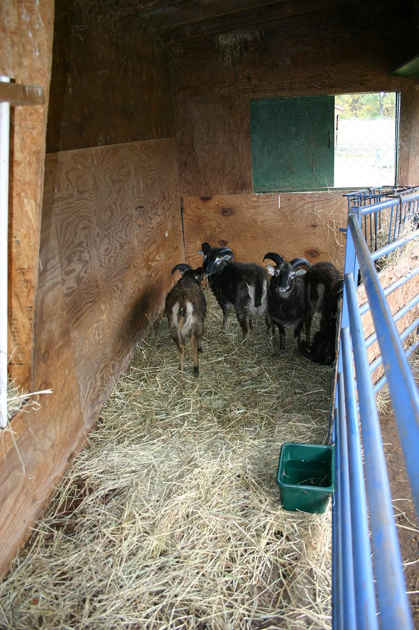 Soay Cross Country Trip – Bringing Our Flock Home