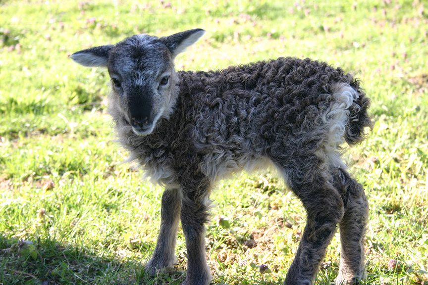 Lambs2008 024.jpg