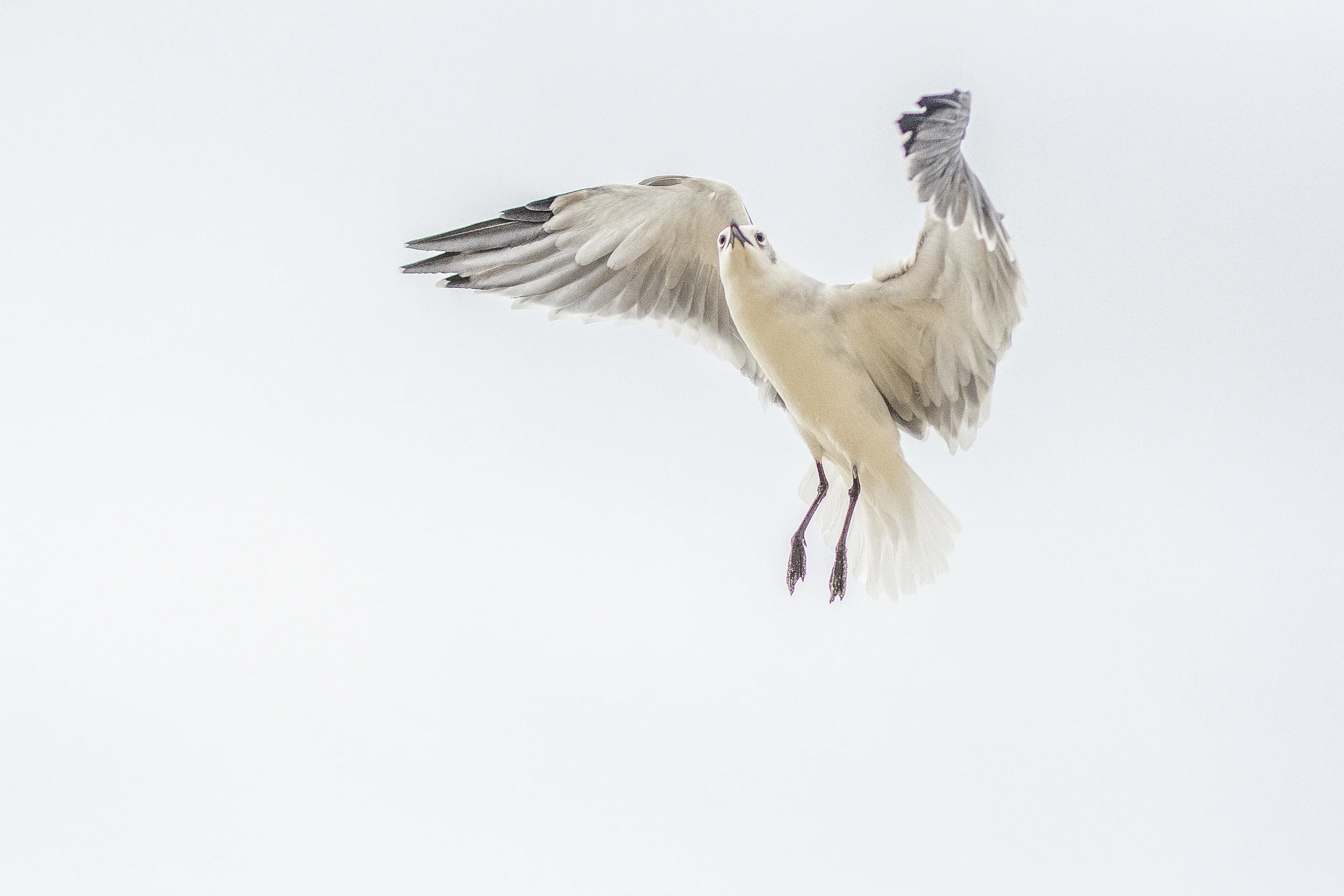 IMG_5227 copy 2.jpg
