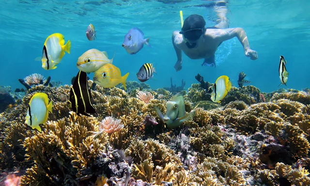 cococay-snorkel-adventure-and-underwater-treasure-hunt-ZC06-mosaic.jpg