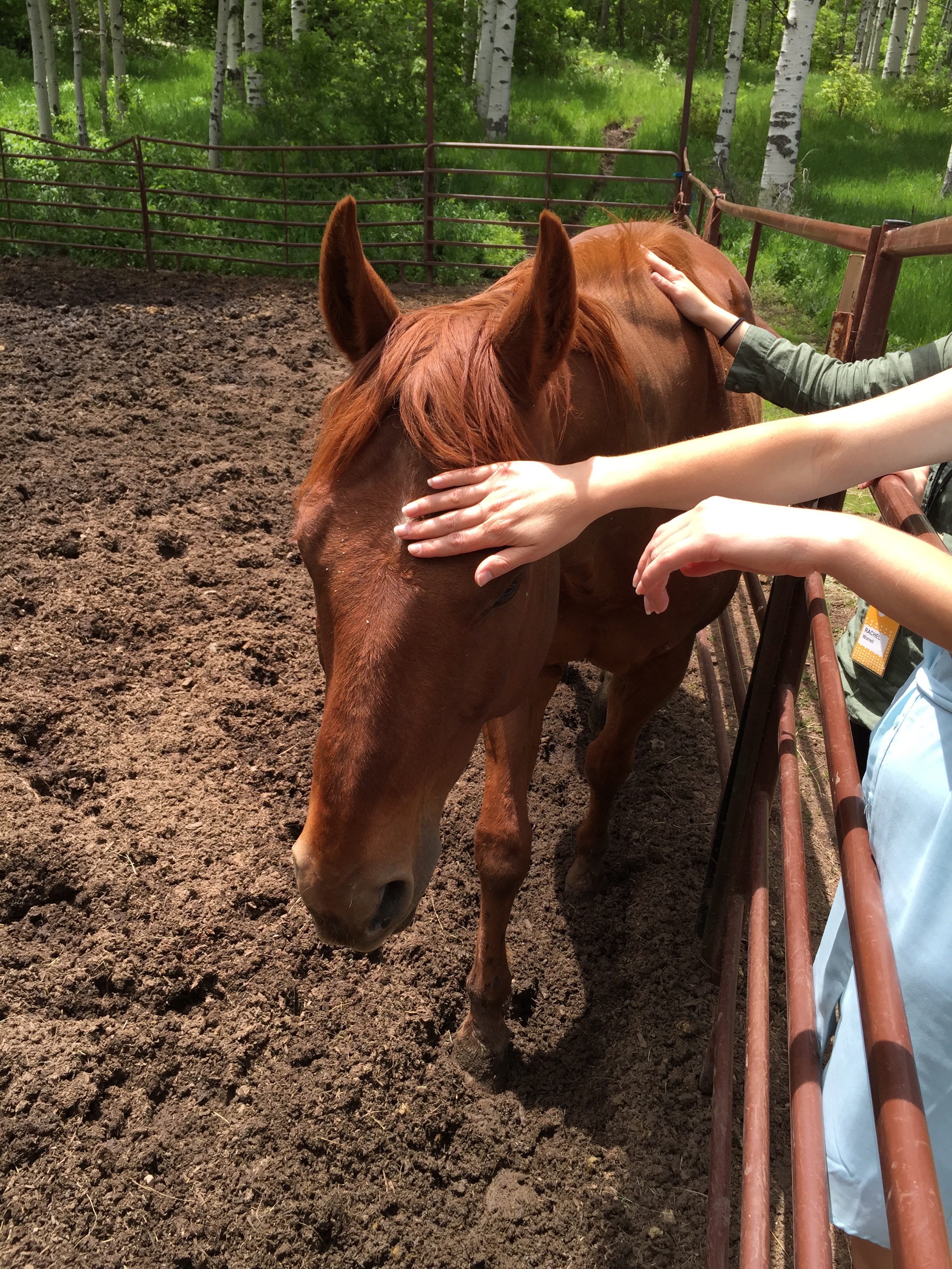 What a beautiful horse. Didn't get a chance to ride a horse but glad I got to the stables.