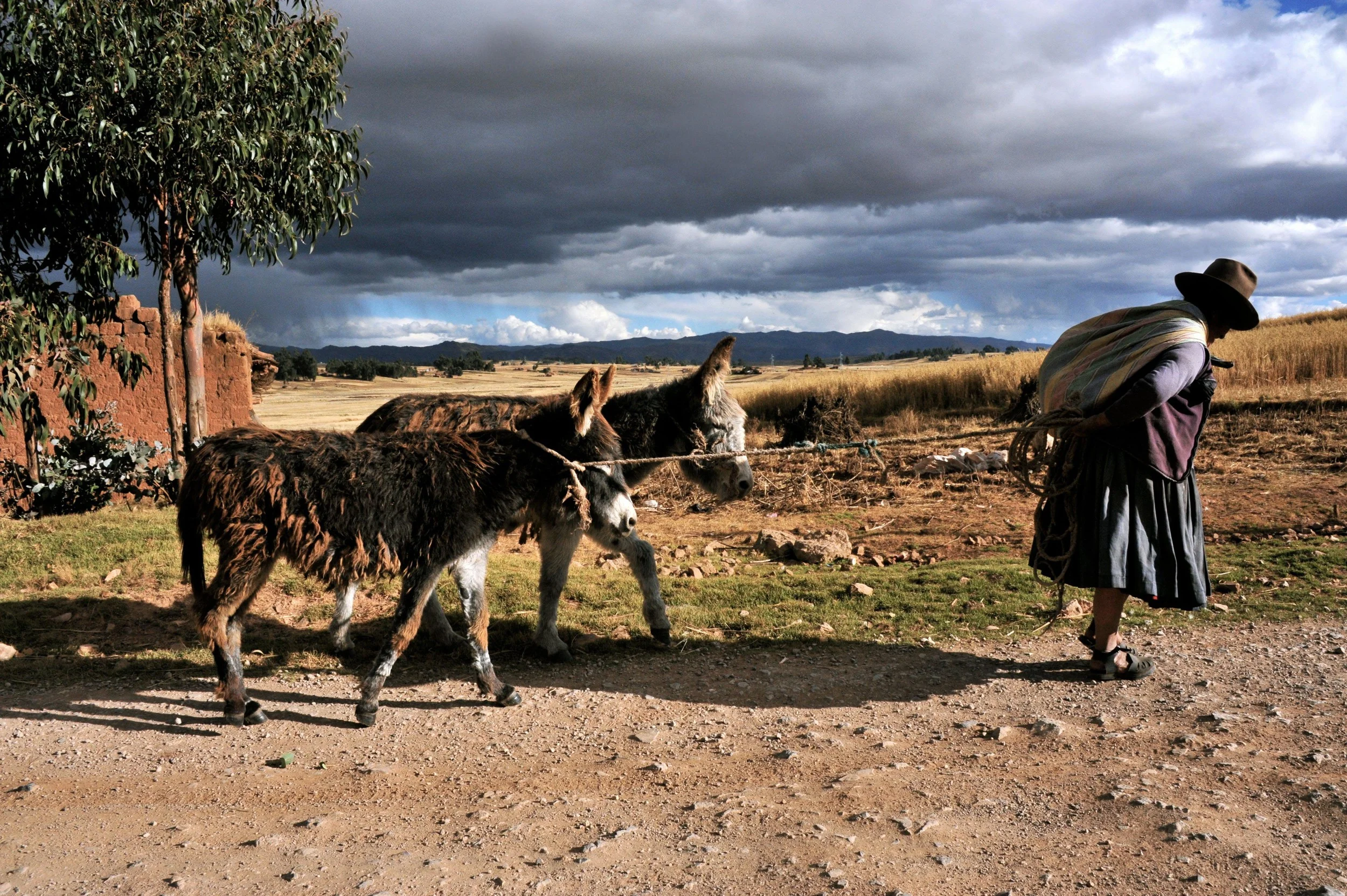 Burros.jpg