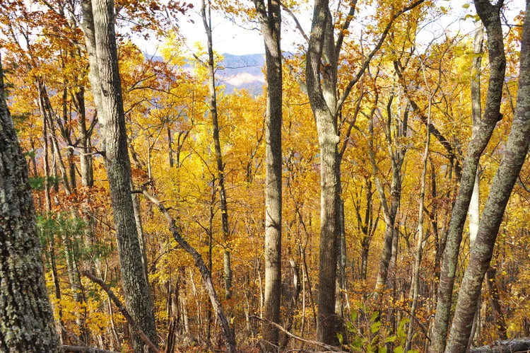 Trees+VA.jpg
