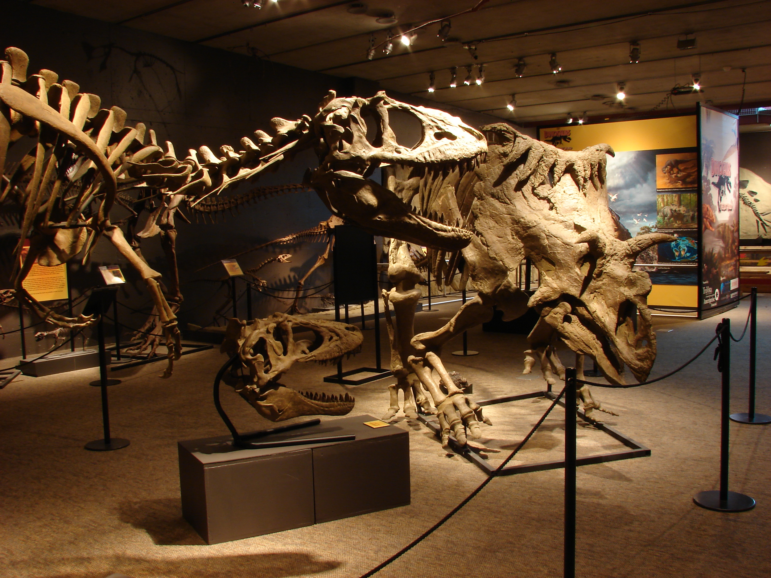 Dinosaur Hall  Royal Tyrrell Museum