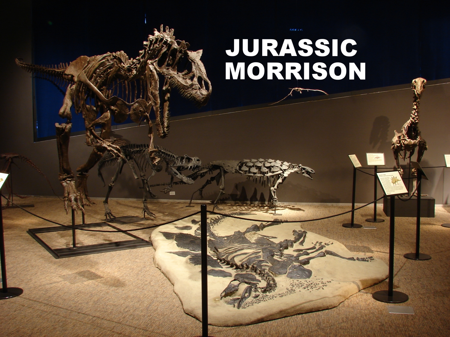 Jurassic Dinosaurs of the Morrison Formation