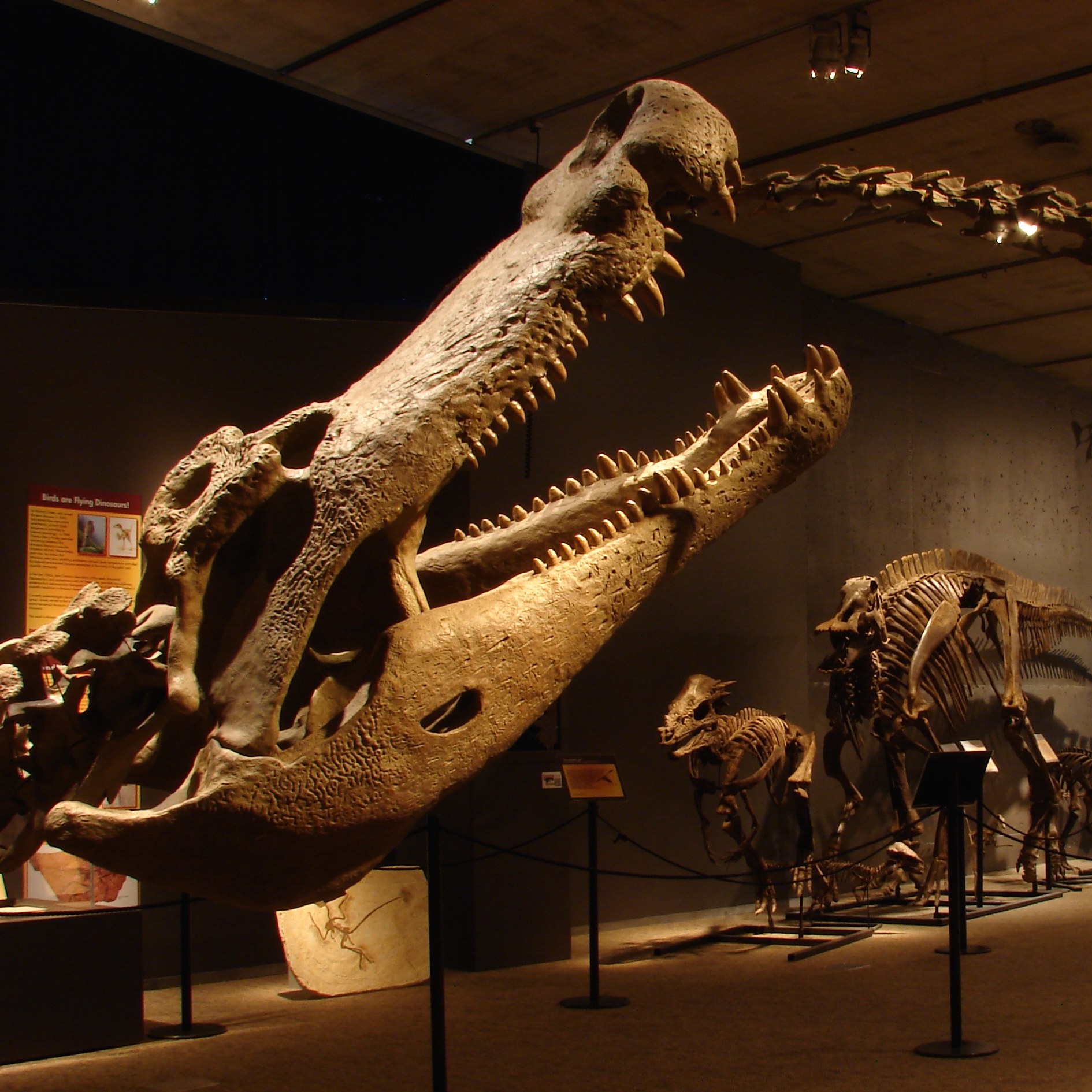 Deinosuchus — The Collective Collection