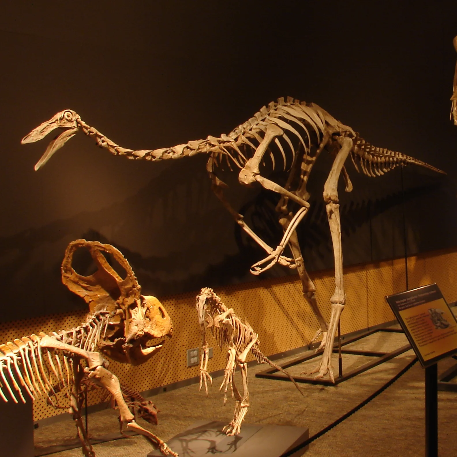 Gallimimus Skeleton Gallimimus Skeleton