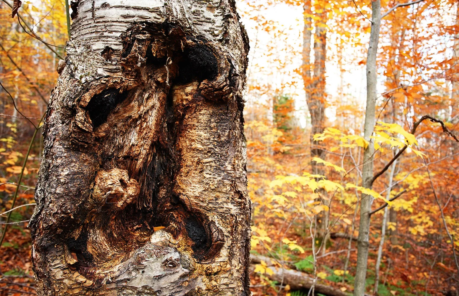 face of fall