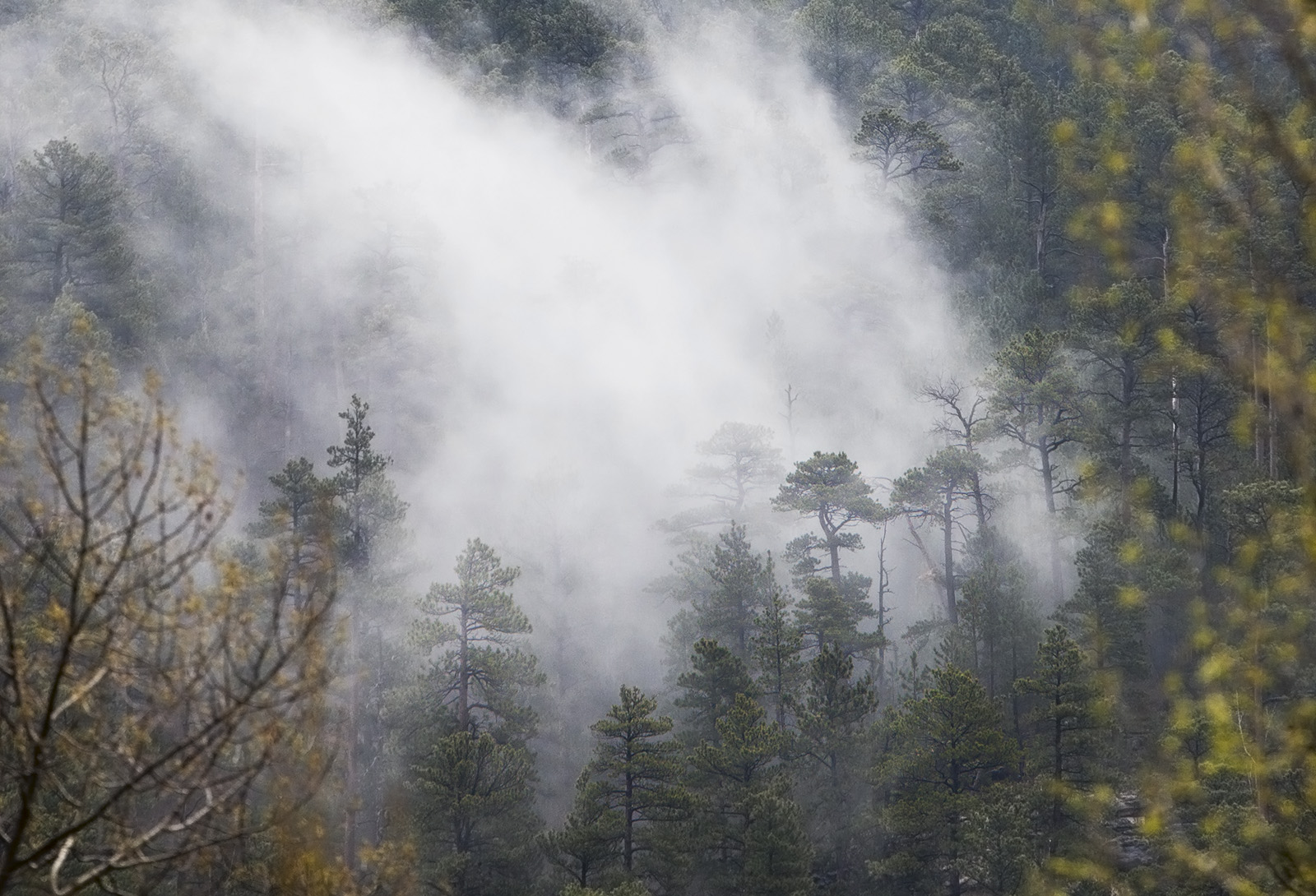 black hills fog
