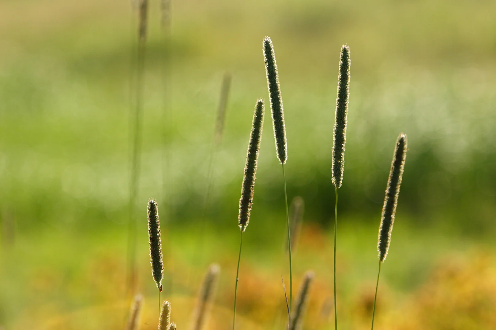 cattails