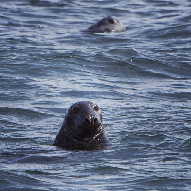 Seals checking me out... #maine #seals #greyseal #ocean #kayaking #summer