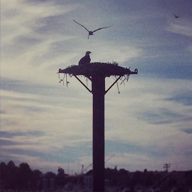 Bald eagle sitting on an osprey nest and being heckled by seagulls... #baldeagle #bird #maine #portlandmaine #cascobay #nature