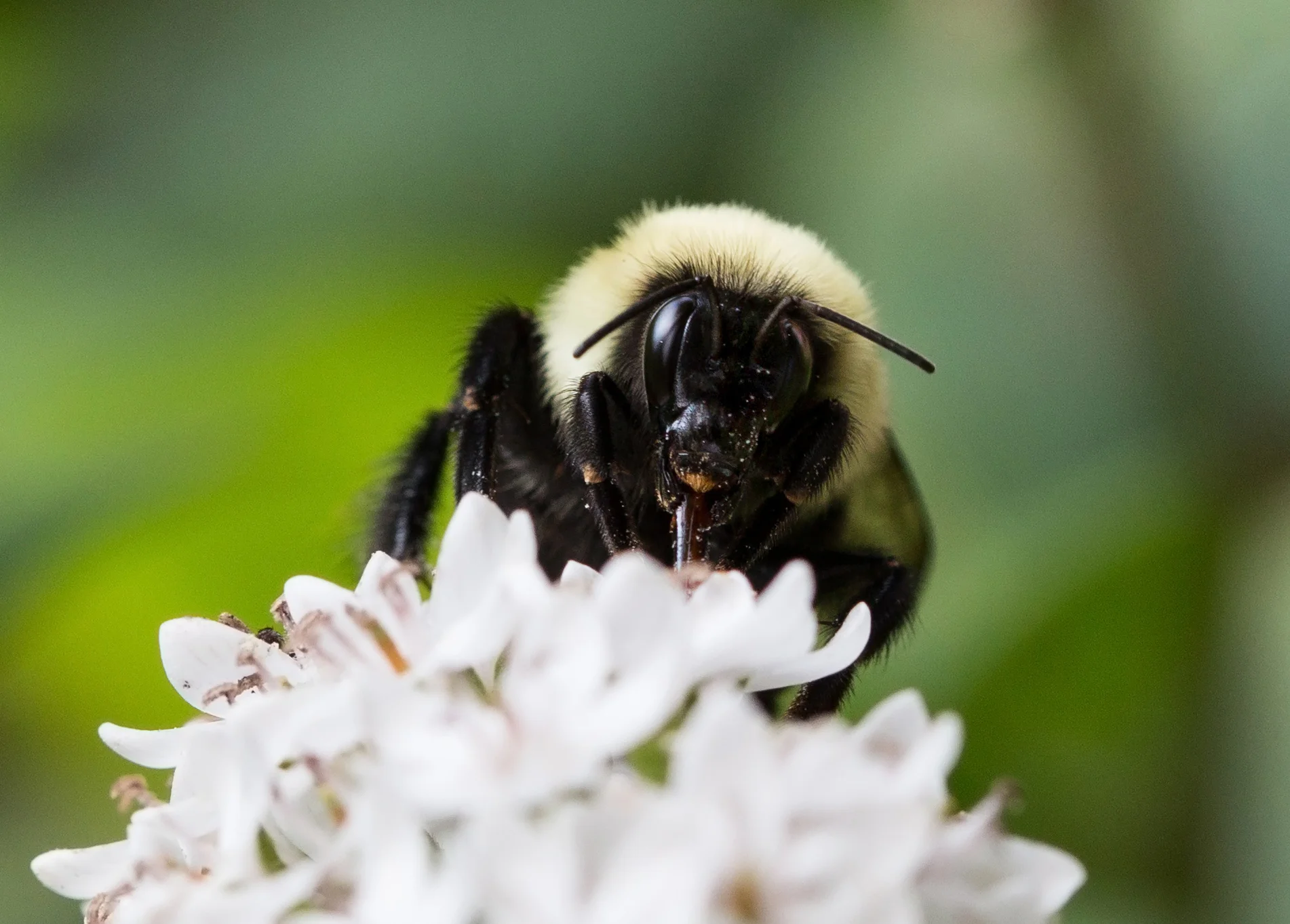 bee-01.jpg