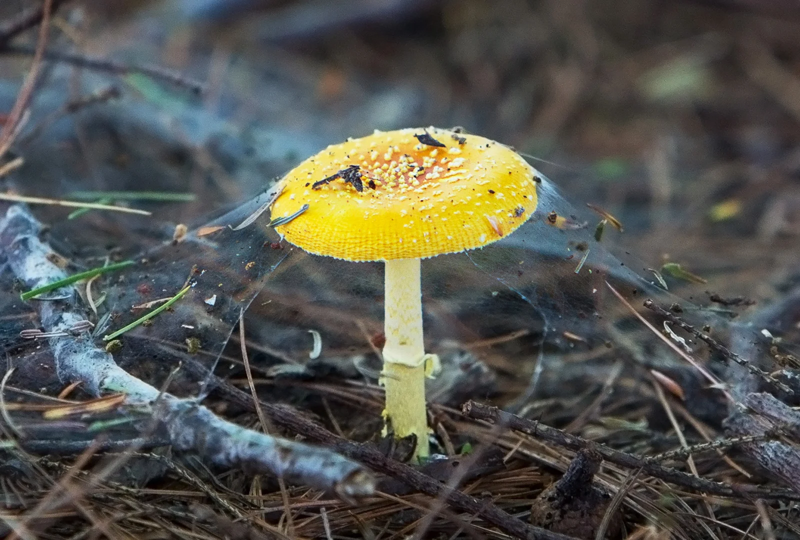 shroom-01b.jpg