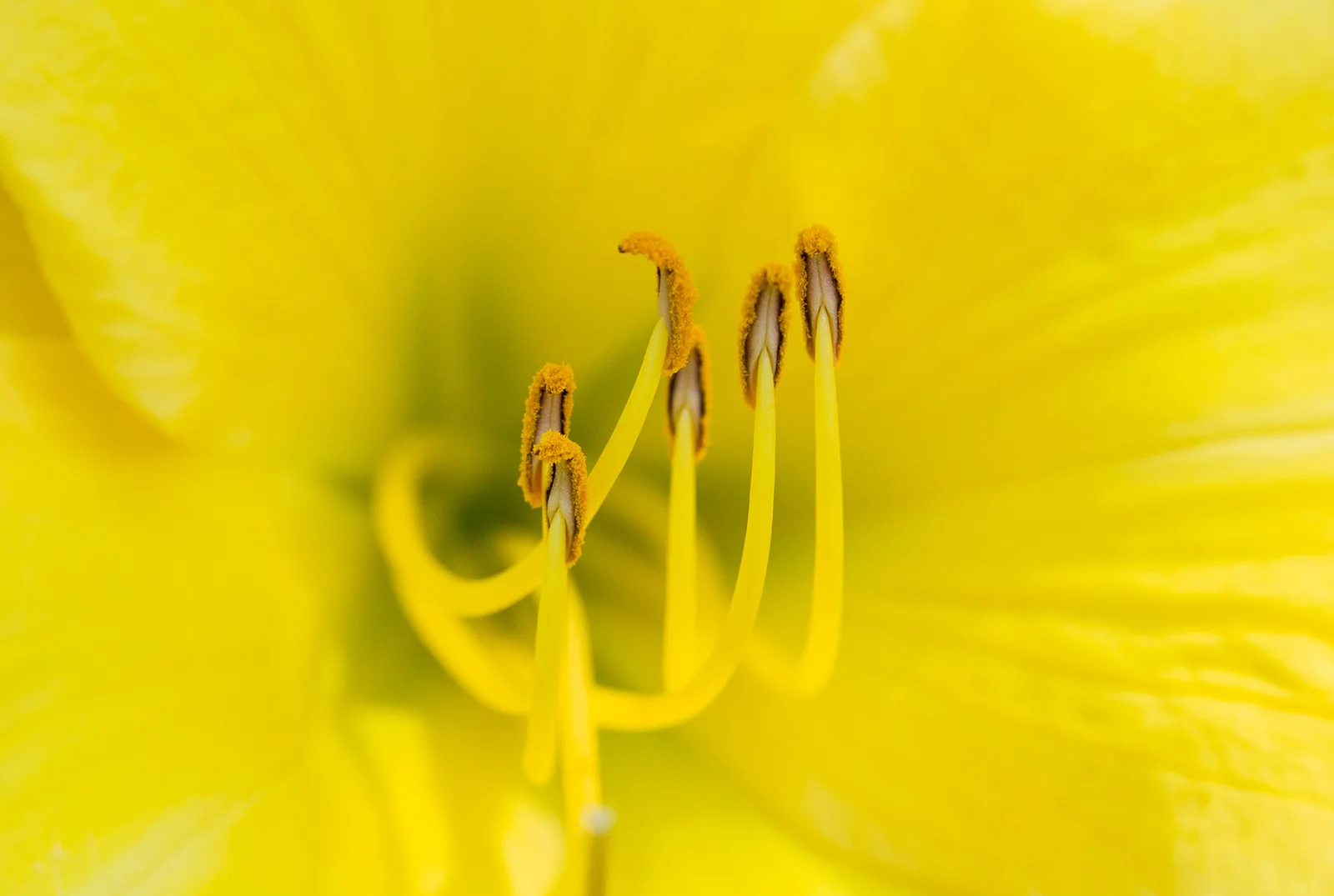 flowers-02.jpg