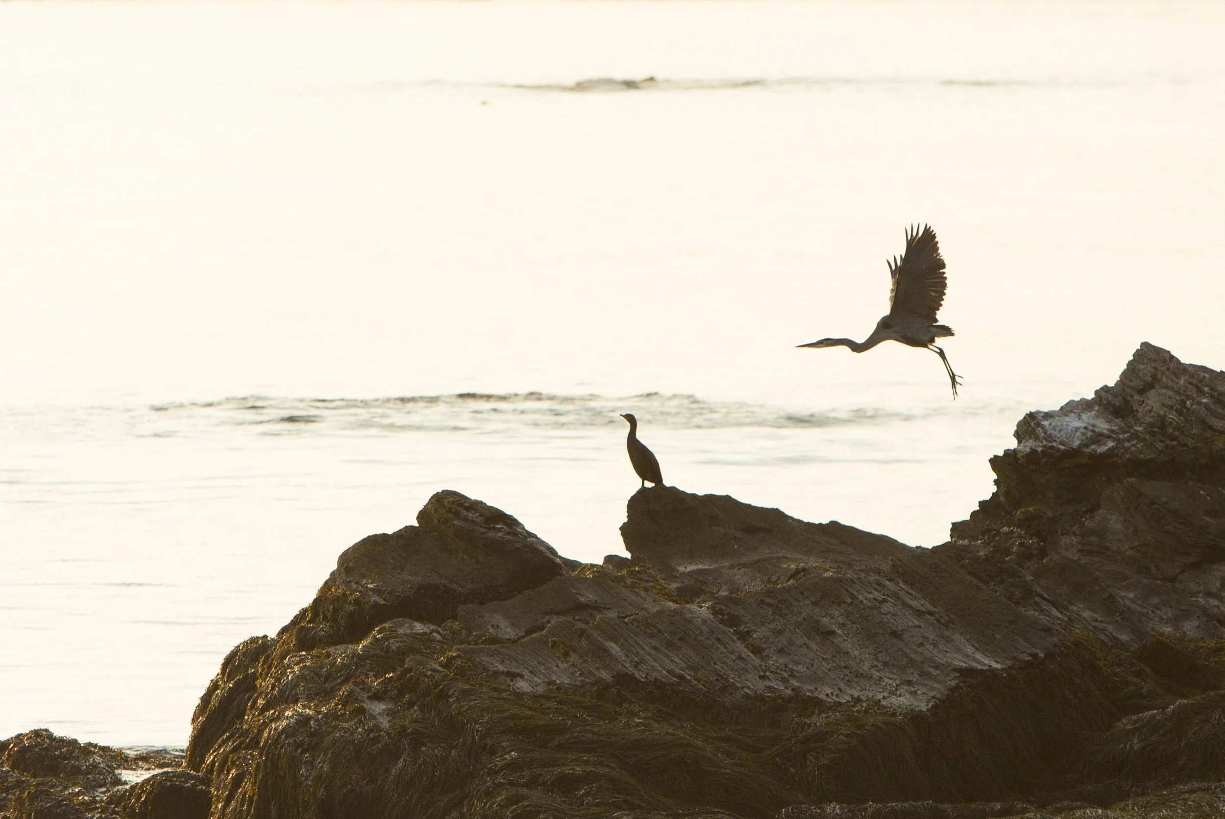heron1.jpg
